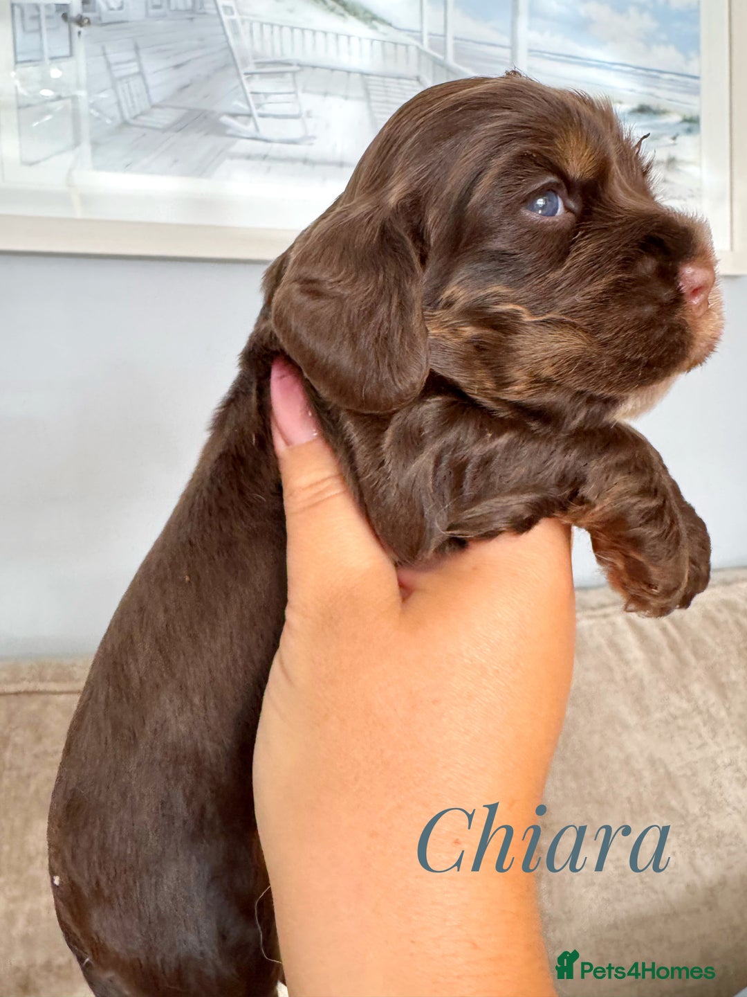 Cocker Spaniel dogs for sale: KC reg chocolate show cocker spaniel puppies  - Image 2