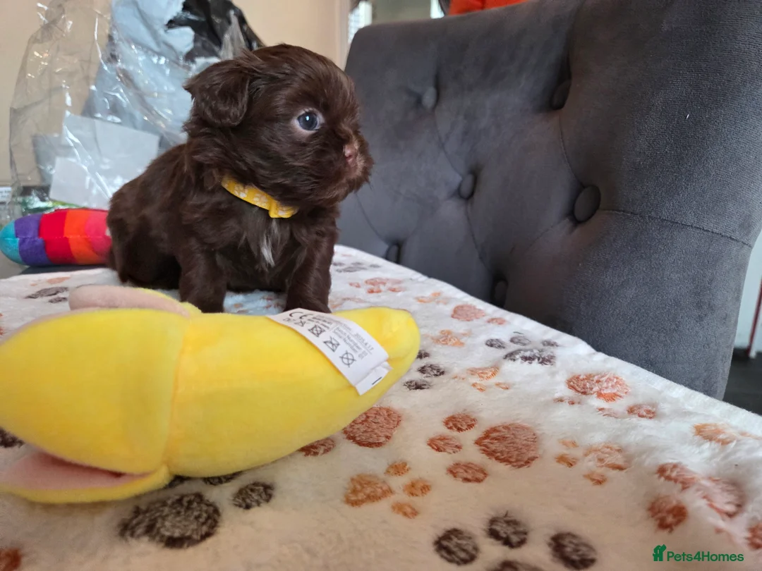 Shih Tzu dogs for stud: Shih Tzu For Stud - Advert 4