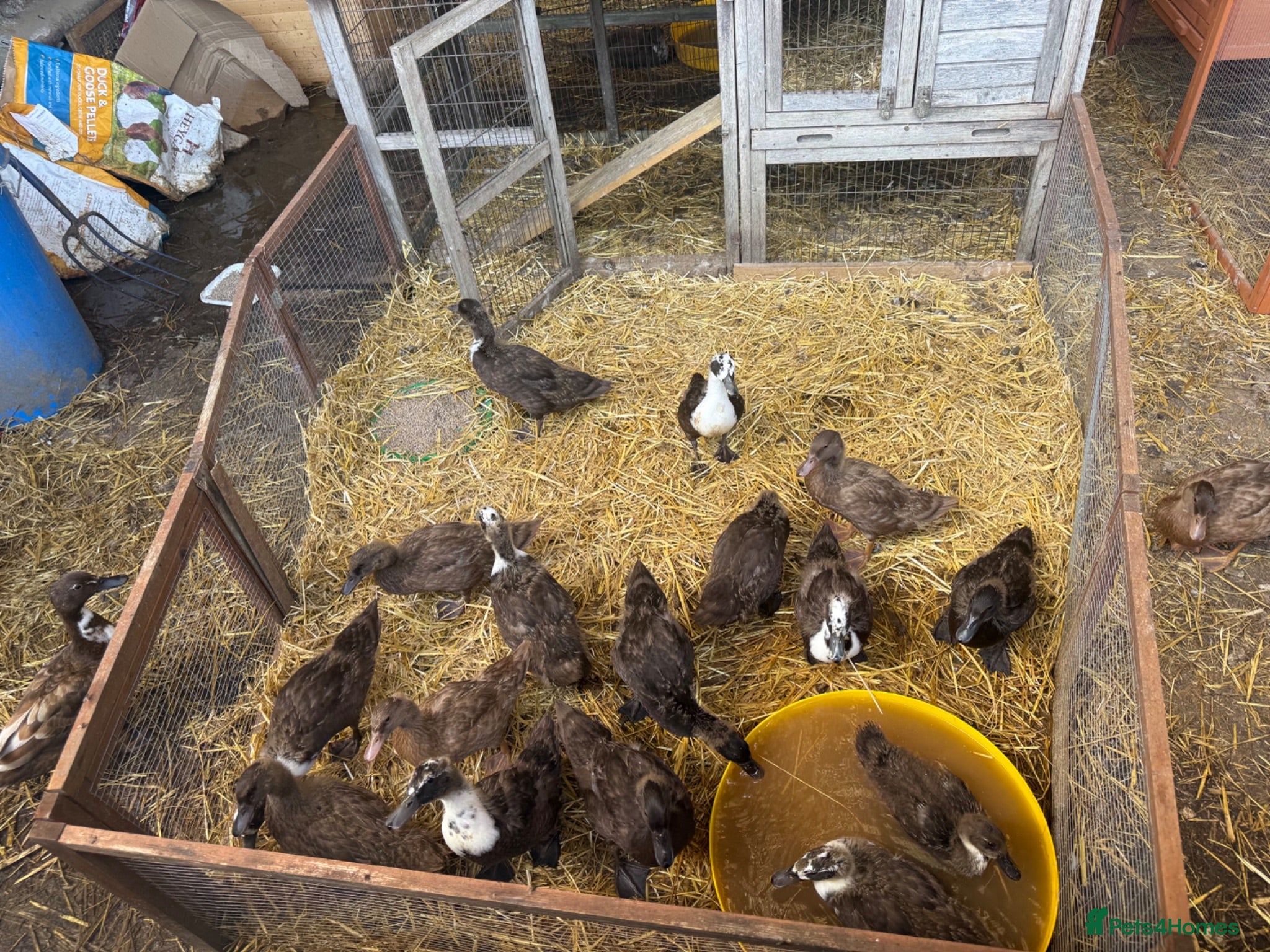 Ducks poultry Ducks 👀🏡 5 weeks  - Advert 8