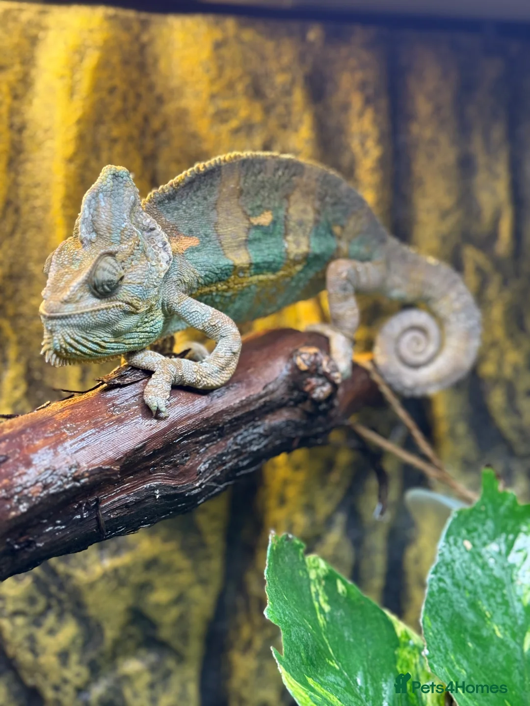Chameleon reptiles for sale: Chameleon  in Burgess Hill - Advert 3