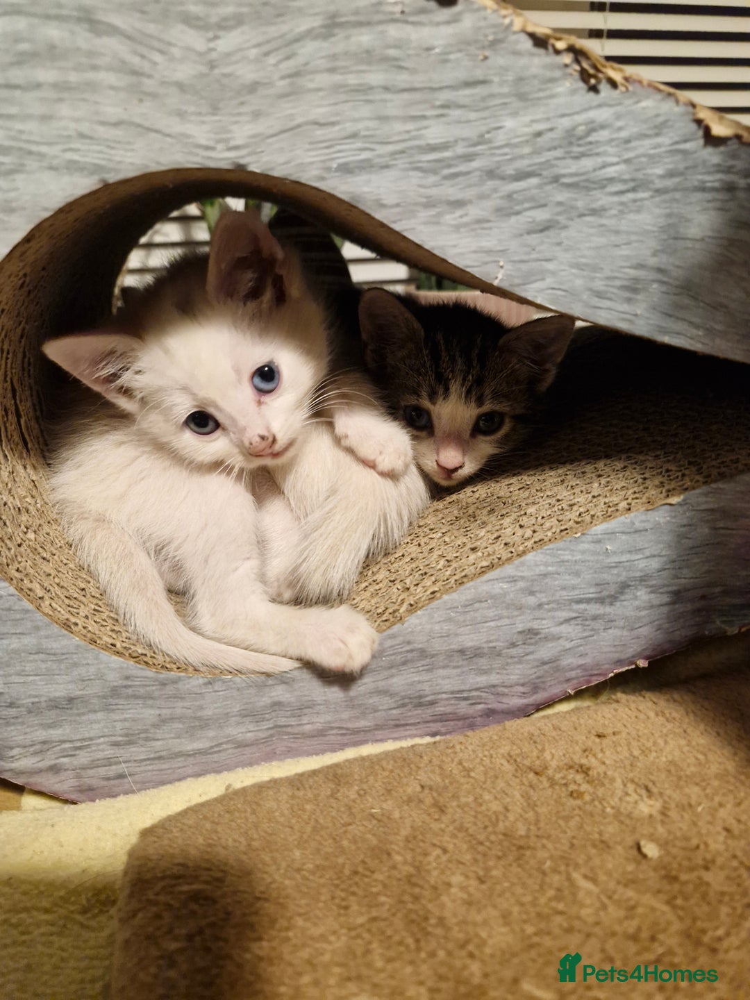 Mixed Breed cats for sale: Beautiful Siamese cross kittens - Advert 16