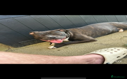 Staffordshire Bull Terrier dogs for sale: Staffordshire bull terrier  - Image 1