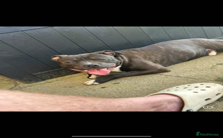 Staffordshire Bull Terrier dogs - Advert 1
