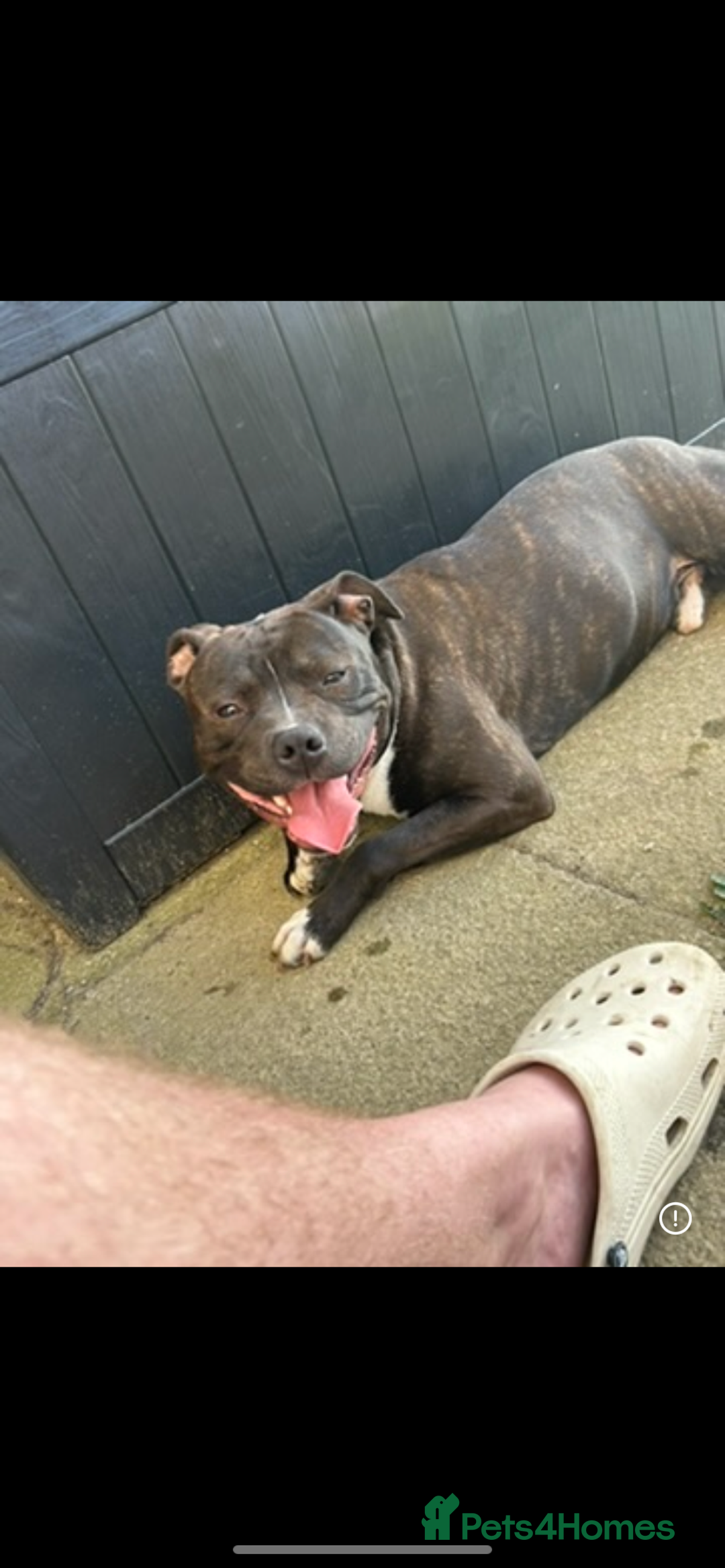 Staffordshire Bull Terrier dogs for sale: Staffordshire bull terrier  - Image 1