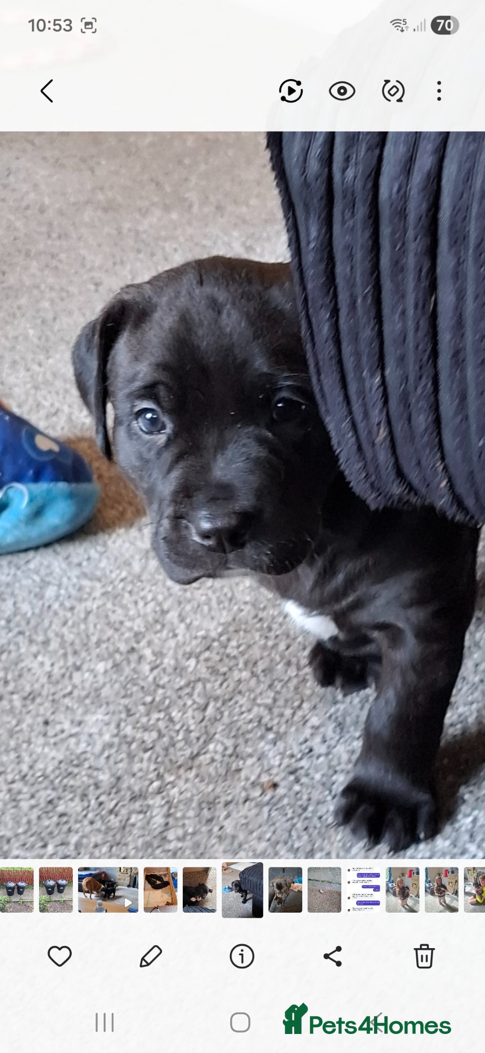 Mixed Breed dogs for sale: Staffy x labrador puppies - Advert 11