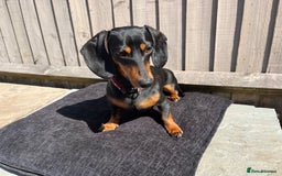 Dachshund dogs for sale: Beautiful Black and Tan - Image 3