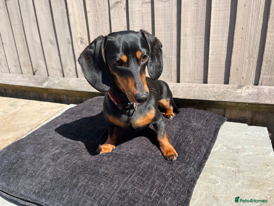 Dachshund dogs for sale: Beautiful Black and Tan - Image 3