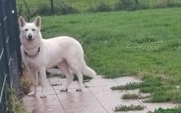 German Shepherd dogs for stud: Proven White Shepherd Dog ~ Frozen Semen Available - Image 6