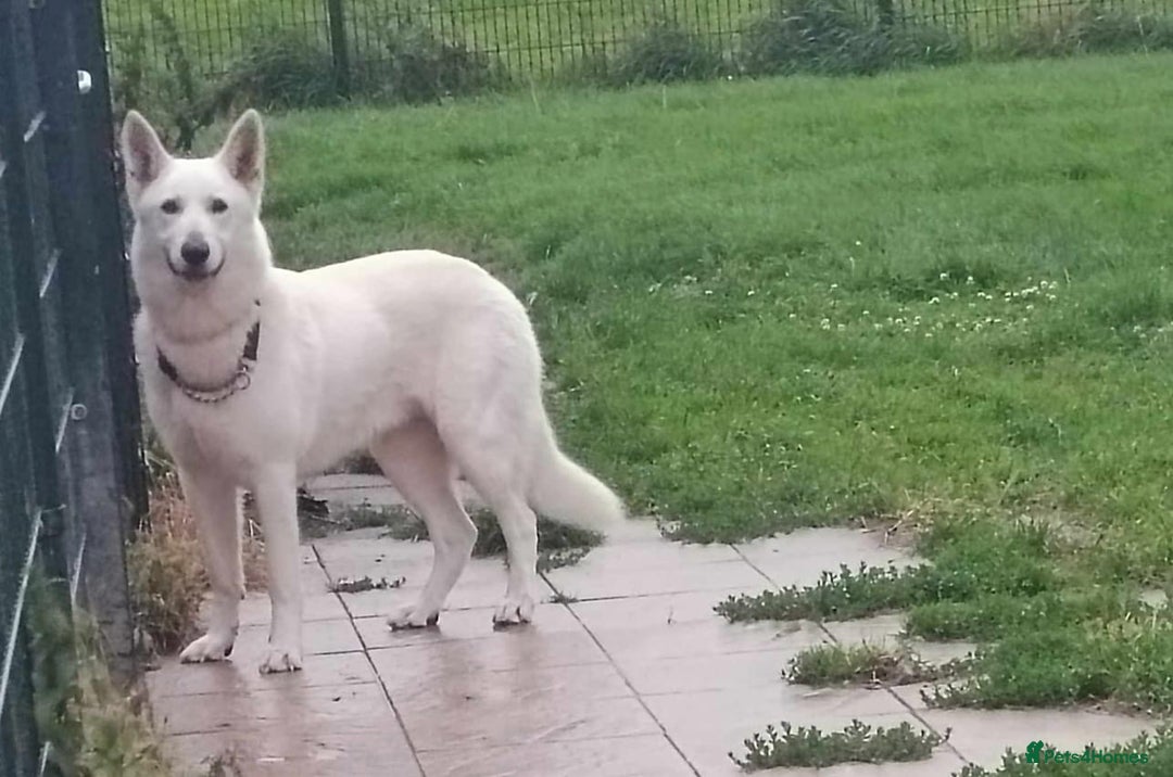 German Shepherd dogs for stud: Proven White Shepherd Dog ~ Frozen Semen Available - Image 6