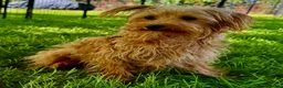 Maltipoo dogs for adoption: 🐾 Nelly – Female Maltipoo 🐾 - Advert 4