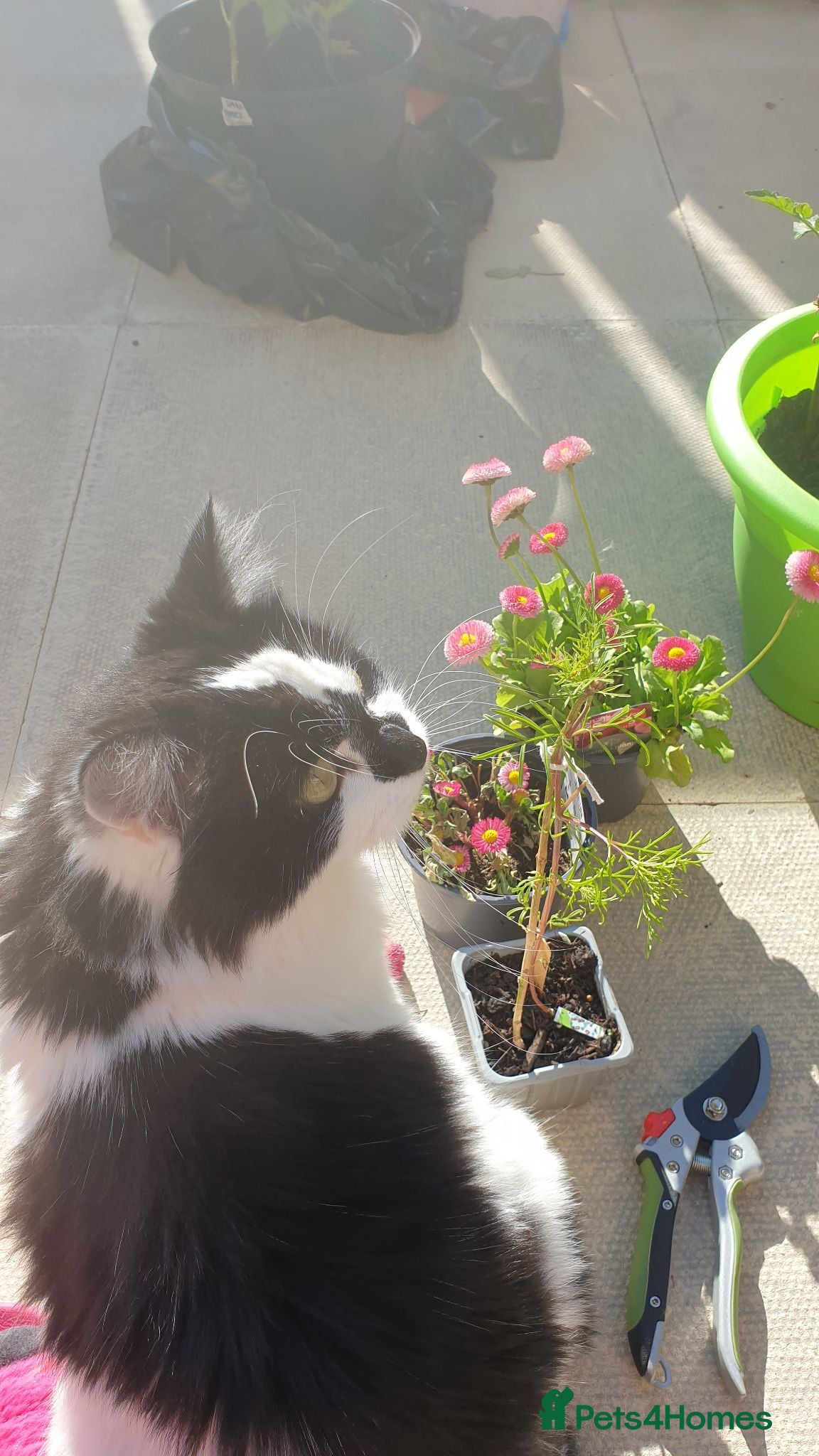British Longhair cats Puffin needs a home! - Advert 8
