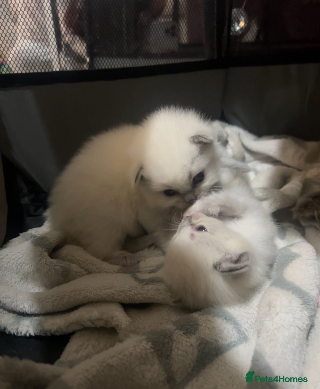 Ragdoll cats for sale: Purebred blue point ragdoll kittens  - Advert 19
