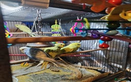 Budgerigars birds for sale: Beautiful baby budgies  - Image 6