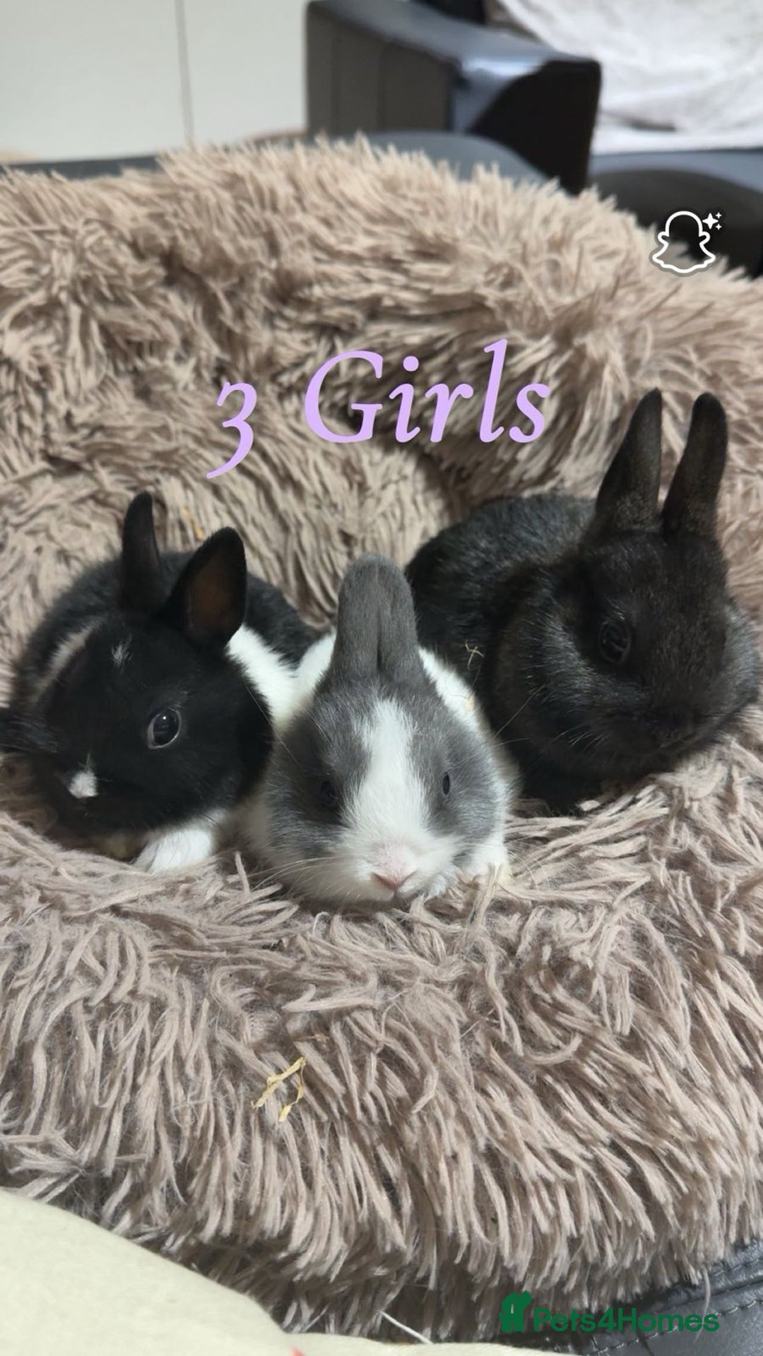Netherland Dwarf rabbits for sale: Adorable Netherland Dwarf Baby Rabbit- Ready Now  - Image 2