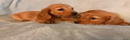 Miniature Dachshund dogs for sale: Long hair miniature dachshunds - Advert 6