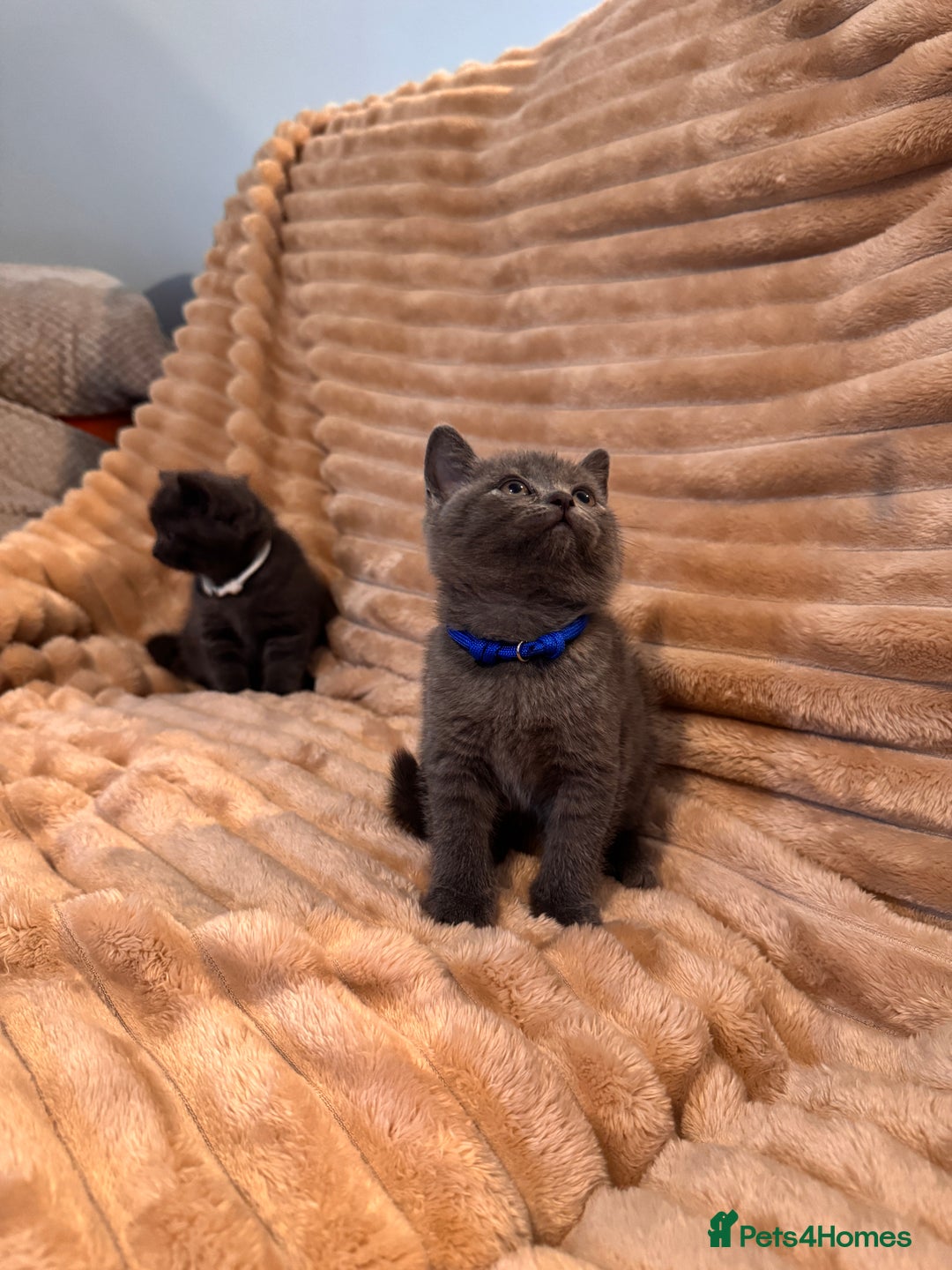 British Shorthair cats for sale: 7 lovely BSH😍 - Advert 9