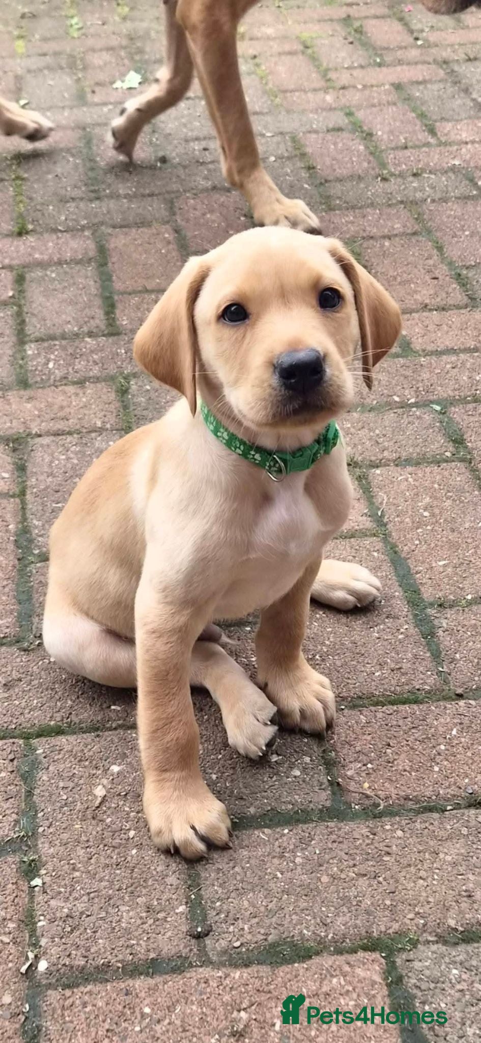 Labrador Retriever dogs 2 Boys Left red/Yellow KC Labrador puppies  - Advert 2
