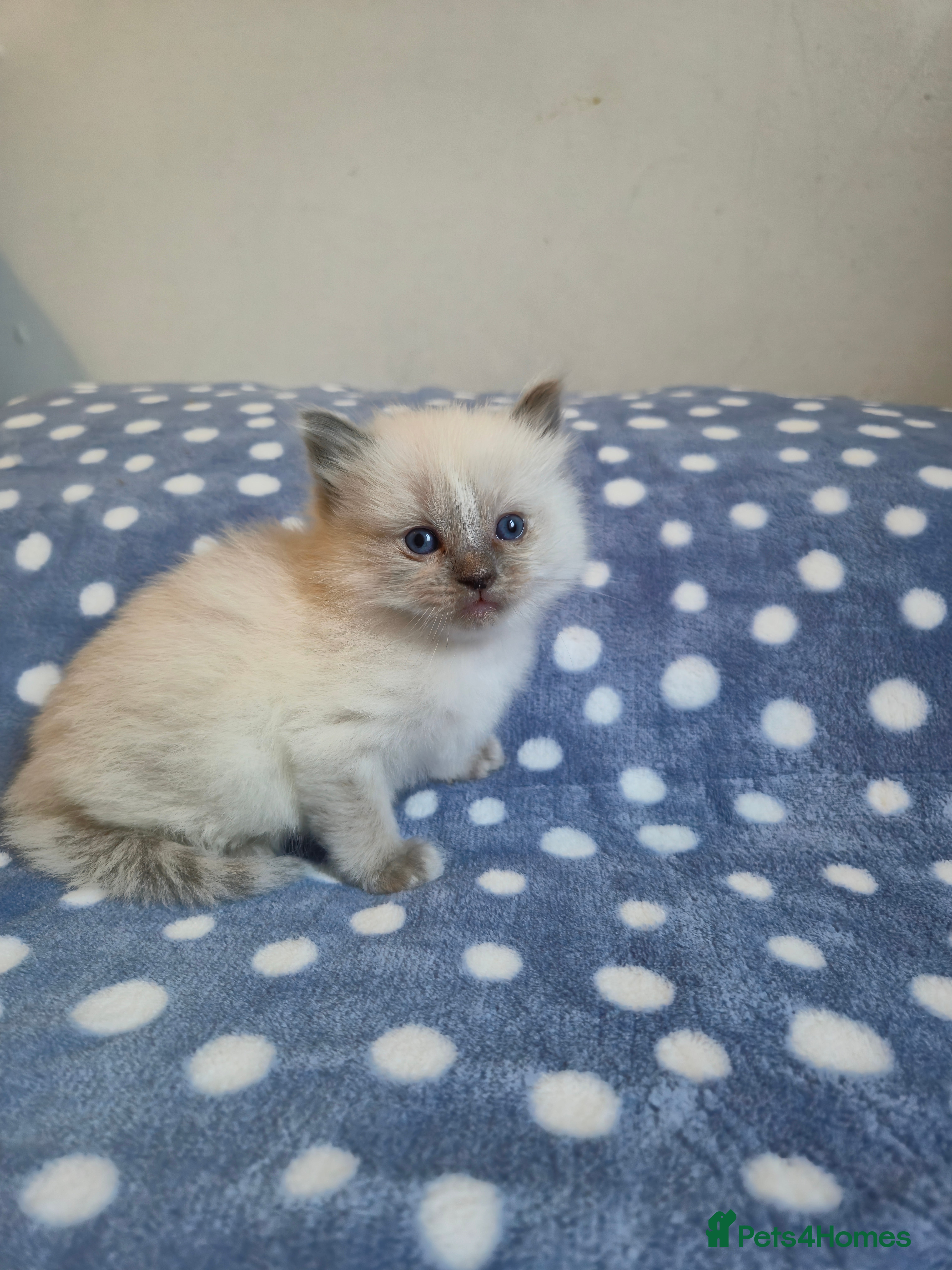 Ragdoll cats Beautiful ragdoll girl - Advert 16