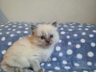 Ragdoll cats Beautiful ragdoll girl - Advert 1