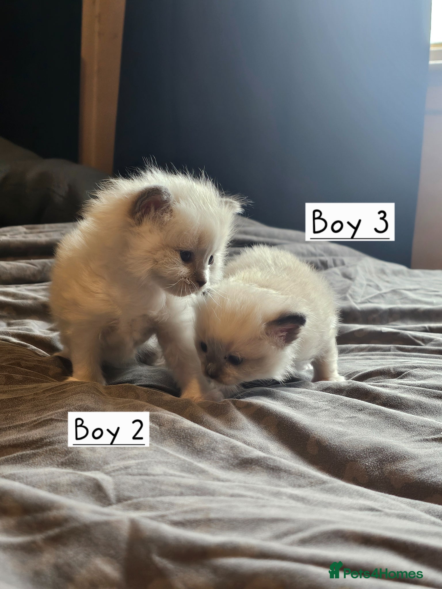 Ragdoll cats Beautiful Ragdoll Kittens  - Advert 15
