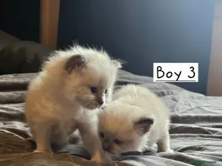 Ragdoll cats Beautiful Ragdoll Kittens - Advert 15