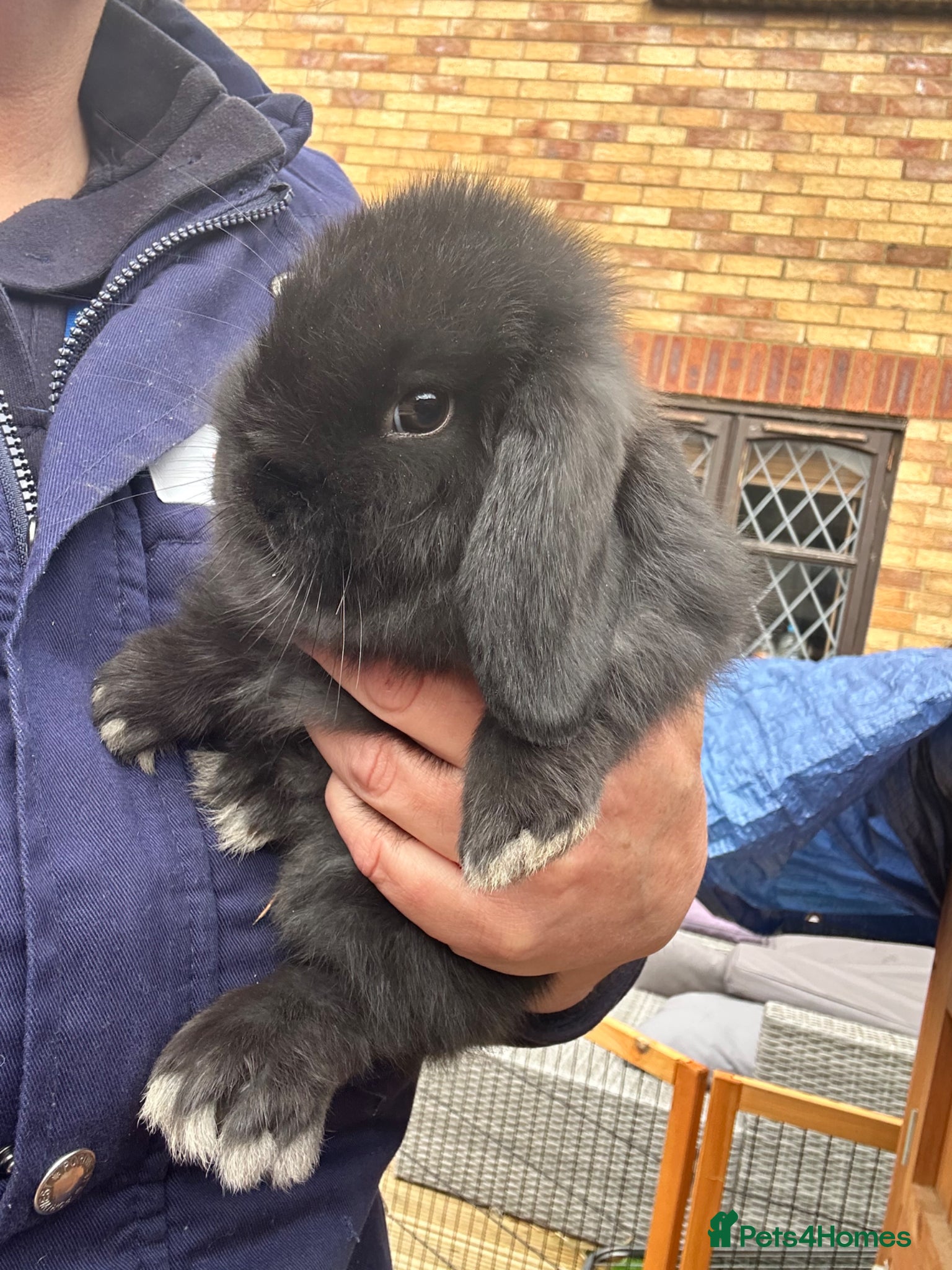 Mini Lop rabbits Mini lop babies  - Advert 5