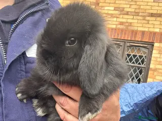 Mini Lop rabbits Mini lop babies - Advert 1