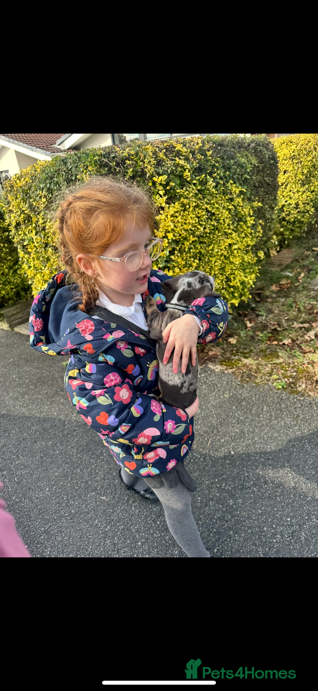 Miniature Dachshund dogs for sale: Miniature dachshund girl  - Image 5