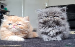 Persian cats for sale: Beautiful persian kittens  - Image 17