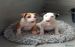 Bull Terrier dogs for sale: Beautiful top class puppy boy - Image 1