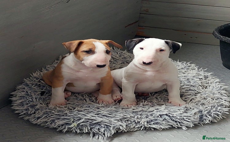 Bull Terrier dogs - Advert 1