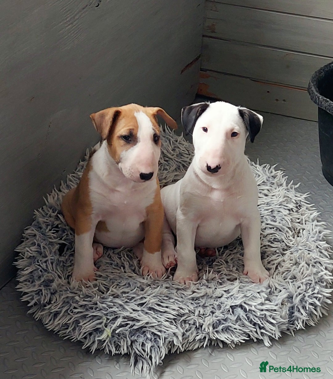 Bull Terrier dogs for sale: Beautiful top class puppy boy - Image 1