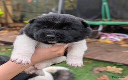 Akita dogs for sale: Akita Puppies - Advert 13