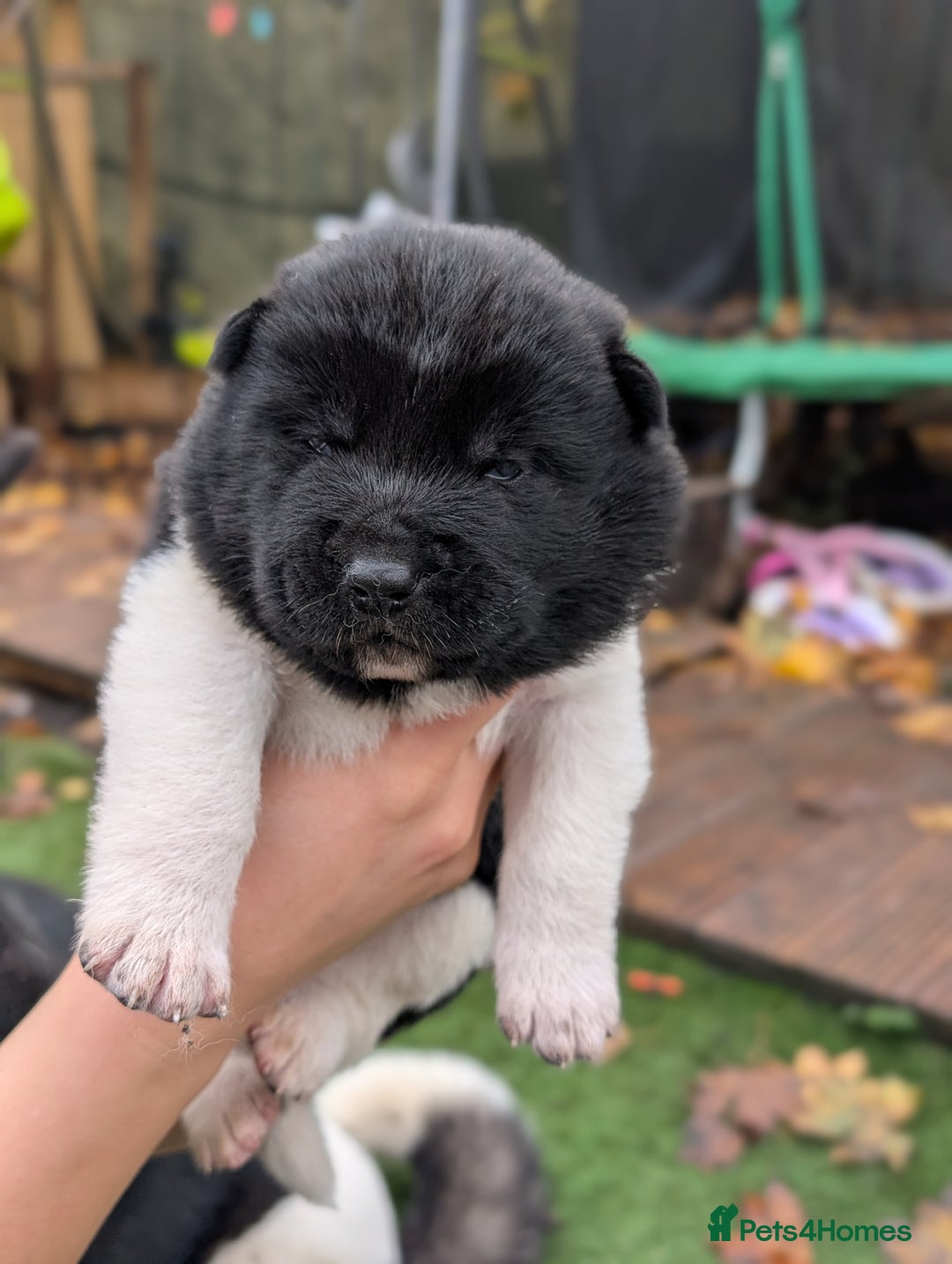 Akita dogs for sale: Akita Puppies - Advert 13