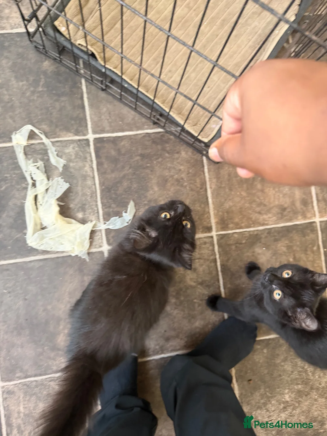 Mixed Breed cats for sale: Beautiful kittens  - Advert 1