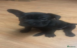 French Bulldog dogs for sale: Beautiful French bulldogs.  - Image 6