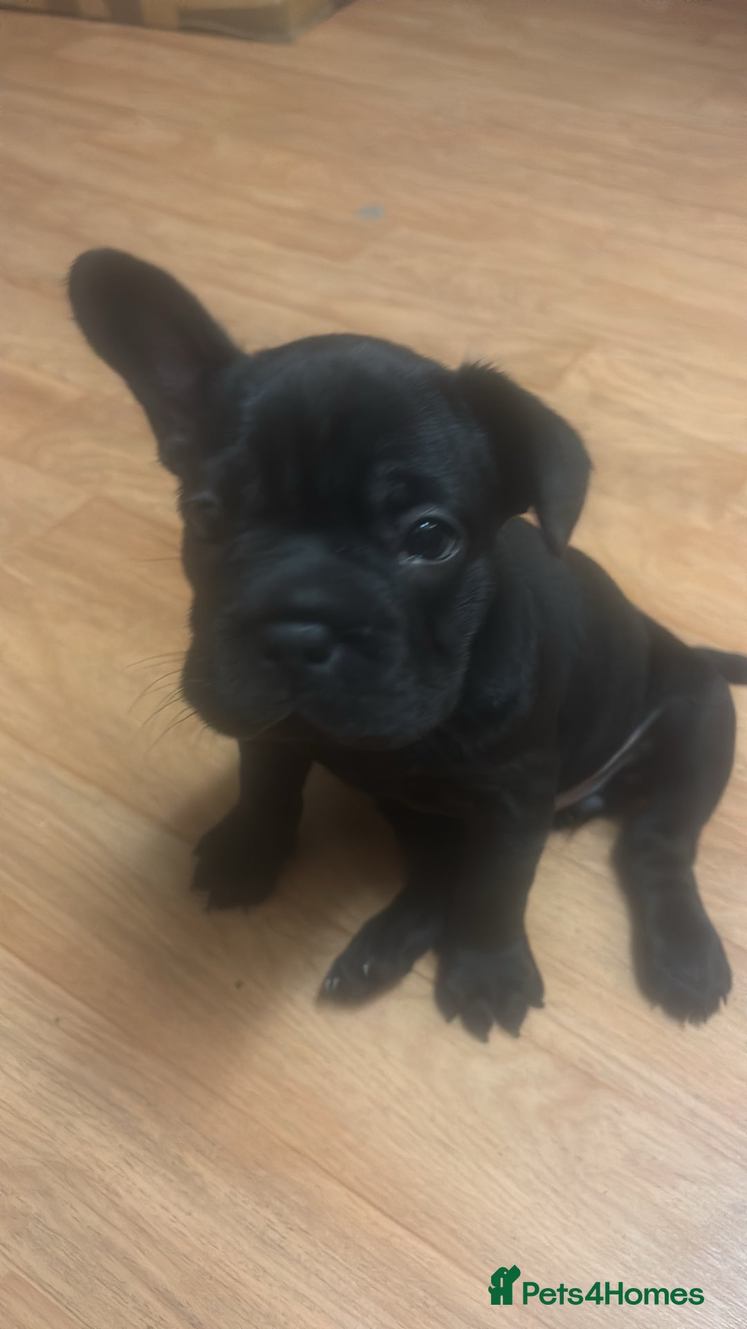 French Bulldog dogs for sale: Beautiful French bulldogs.  - Image 6