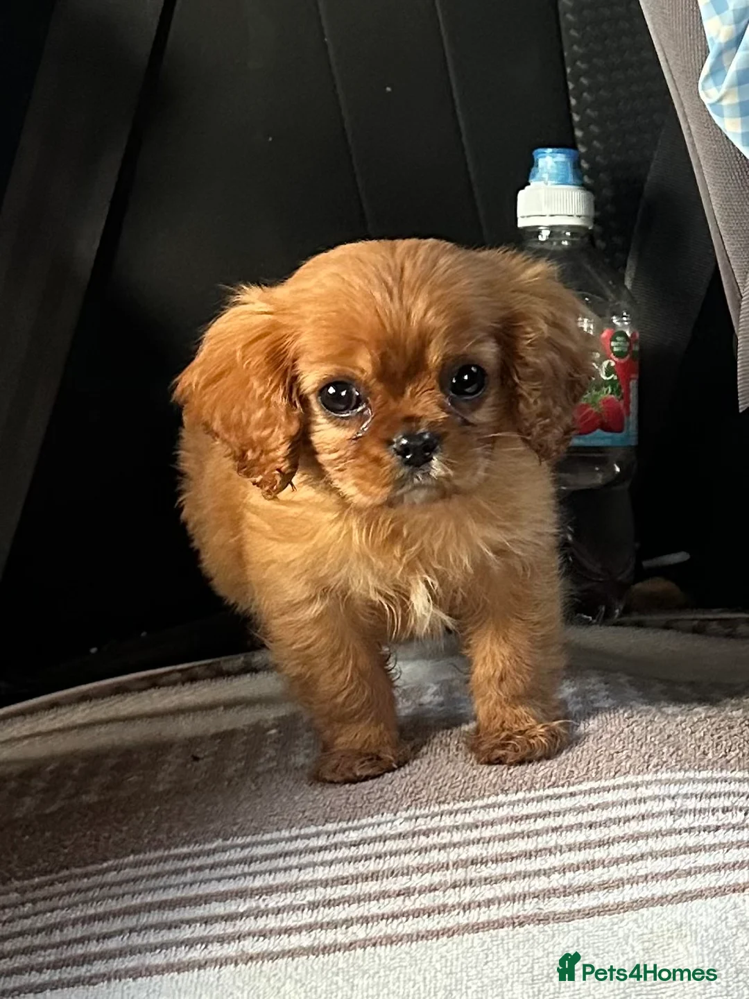 Cavalier King Charles Spaniel dogs for sale: Beautiful King Charles Cavalier fox red female  - Advert 2
