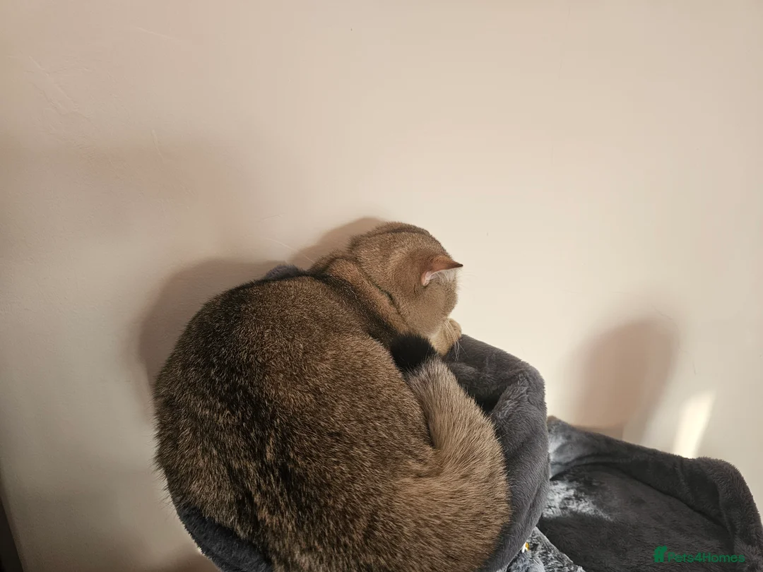 British Shorthair cats for sale: Blue, Feline - Advert 3