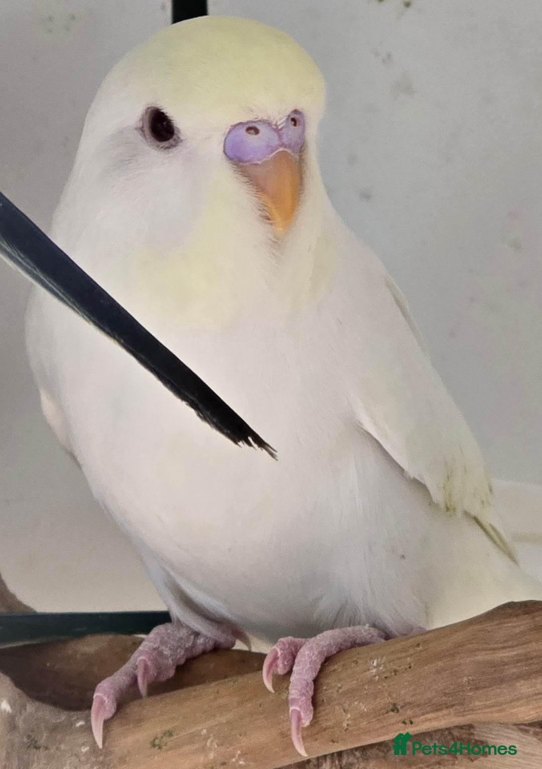 Budgerigars birds for sale: Beautiful Baby Budgies Ready now!!! - Image 12