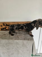 Miniature Dachshund dogs - Advert 4