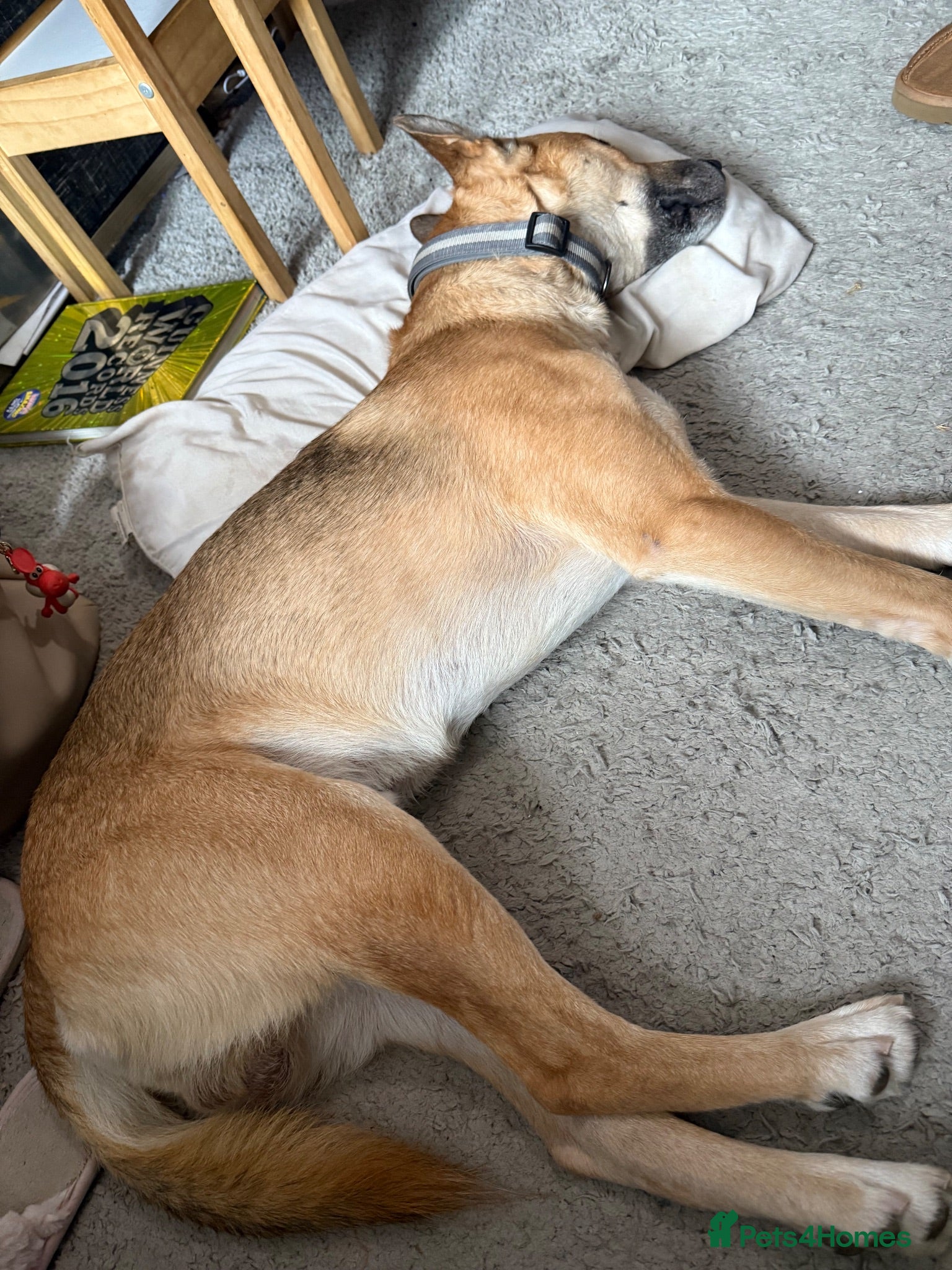 Mixed Breed dogs Male dog - Advert 3