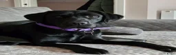 Labrador Retriever dogs for sale: Beautiful labrador puppies  - Advert 4