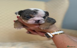 English Bulldog dogs for sale: English Bulldog - Image 11