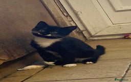 Mixed Breed cats for sale: Beautiful male kitten - Image 2