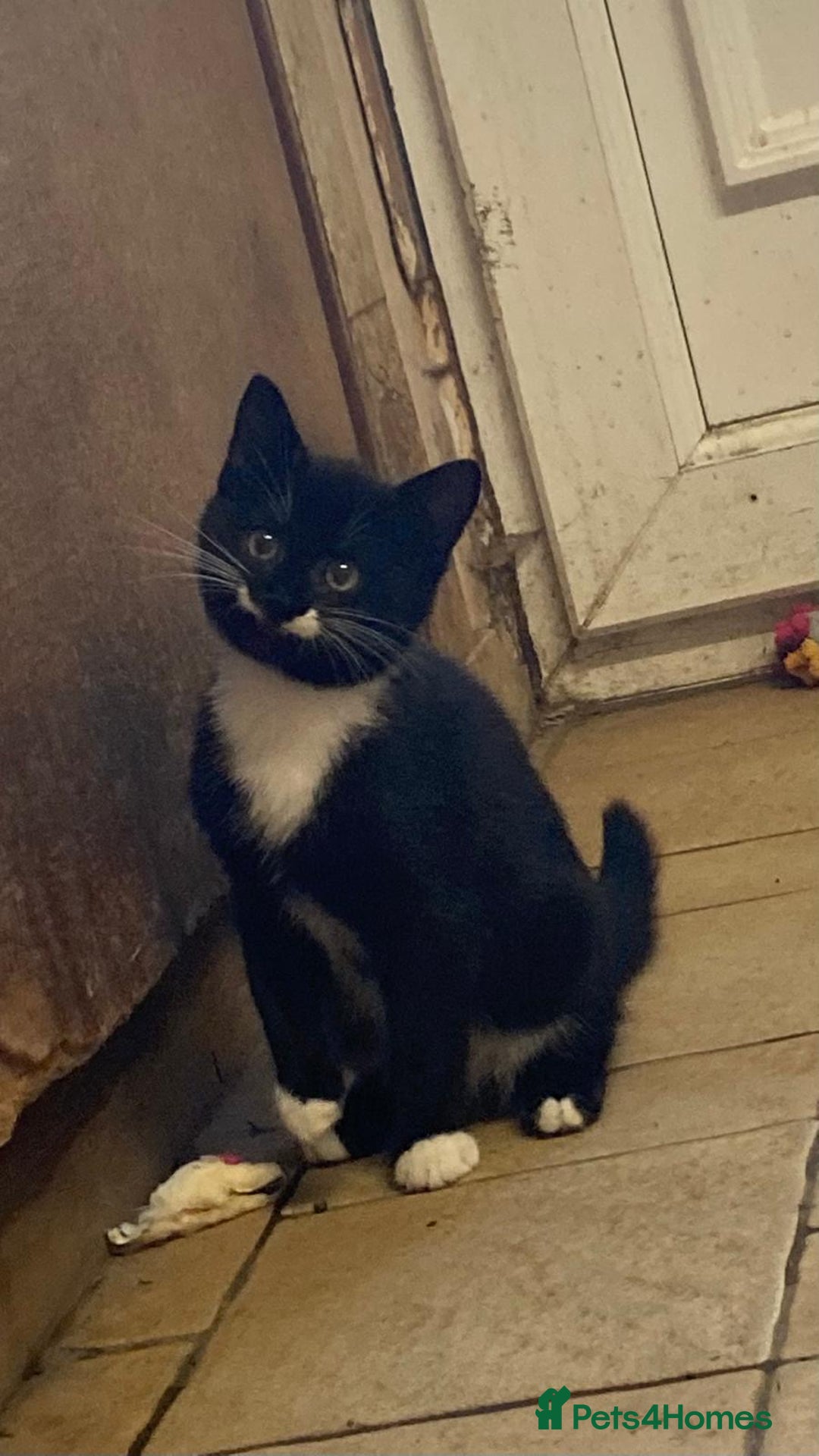 Mixed Breed cats for sale: Beautiful male kitten - Image 2