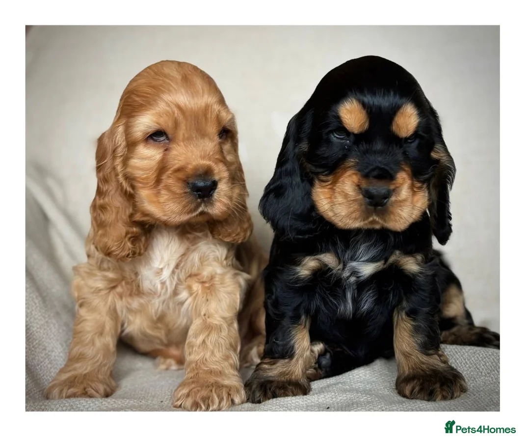 Cocker Spaniel dogs for sale: Stunning Show Cocker Spaniel puppies - Advert 2