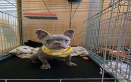 French Bulldog dogs for sale: 7 month Female French Bulldog  - Image 1