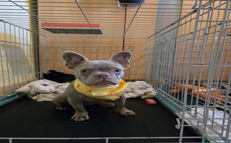 French Bulldog dogs - Advert 2