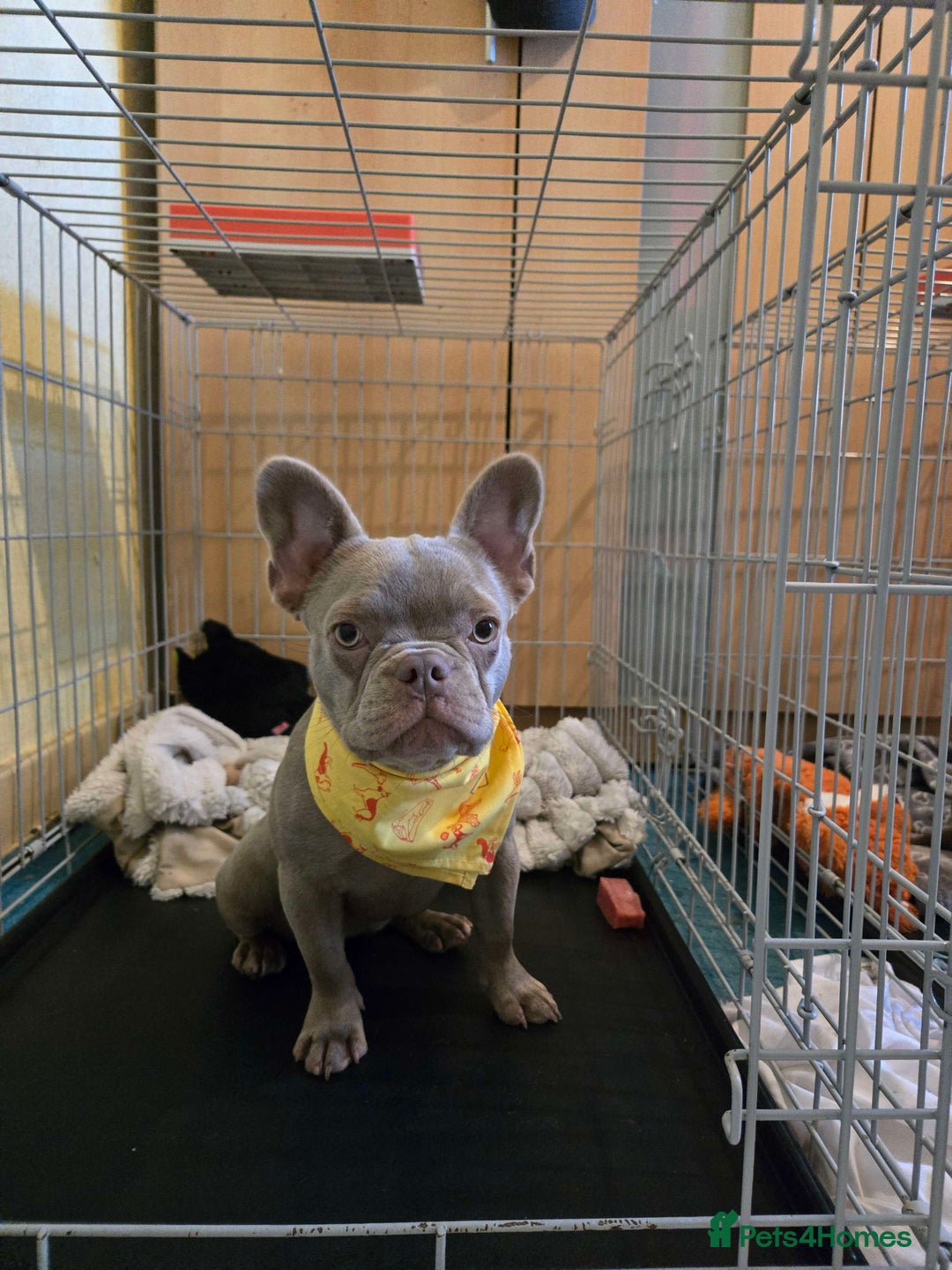 French Bulldog dogs for sale: 7 month Female French Bulldog  - Image 1